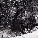 Entry image for Dexter