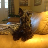 Entry image for Rocky, aka Maurice Chevalier