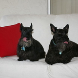 Entry image for ABBY and JURA