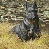 Entry image for Bruin