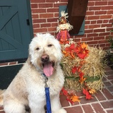 Entry image for Louie