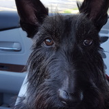 Entry image for Tara