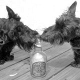 Entry image for Jocko and Shelby