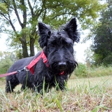 Entry image for Magil