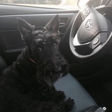 Entry image for Rosie