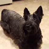 Entry image for Nick