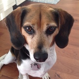 Entry image for Gretel