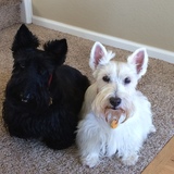 Entry image for Jock & Fiona