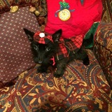 Entry image for COLLIN