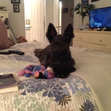 Entry image for Bugsy