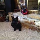 Entry image for Bubee Watson