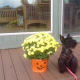 Entry image for Lacey