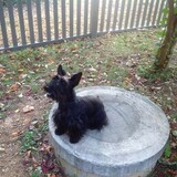 Entry image for Lacey