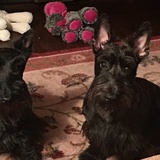 Entry image for GIOIA & COLLIN