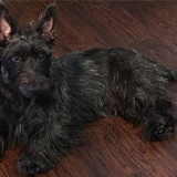 Entry image for COLLIN