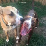 Entry image for Steeler and Cinna Barcliff 