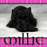 Entry image for Millie