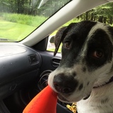 Entry image for Ella