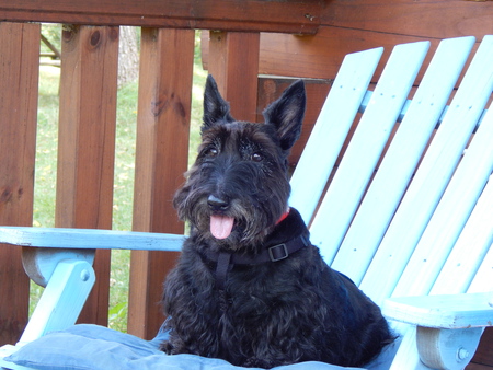 Entry image for Caisey. Clicking this image will show a larger photo