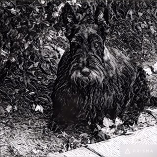 Entry image for Dexter. Clicking this image will show a larger photo