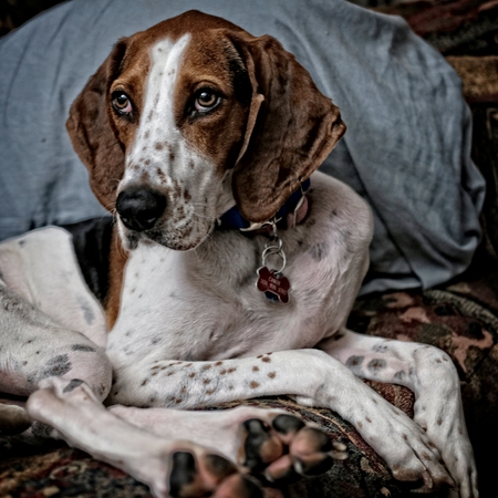 Entry image for Candy Apple. Clicking this image will show a larger photo