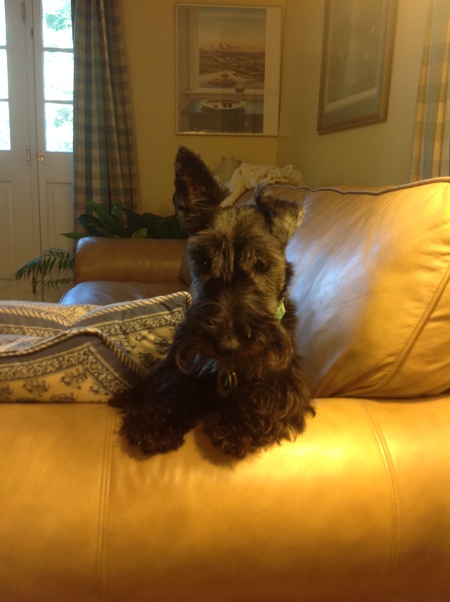 Entry image for Rocky, aka Maurice Chevalier. Clicking this image will show a larger photo