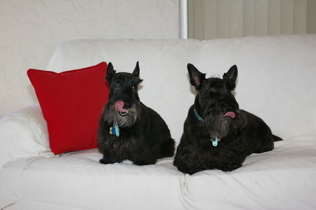 Entry image for ABBY and JURA. Clicking this image will show a larger photo