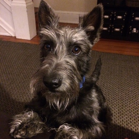 Entry image for Pippa!. Clicking this image will show a larger photo