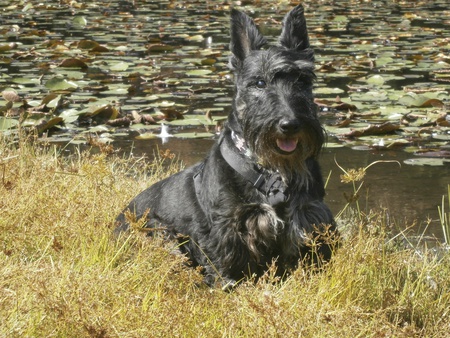 Entry image for Bruin. Clicking this image will show a larger photo