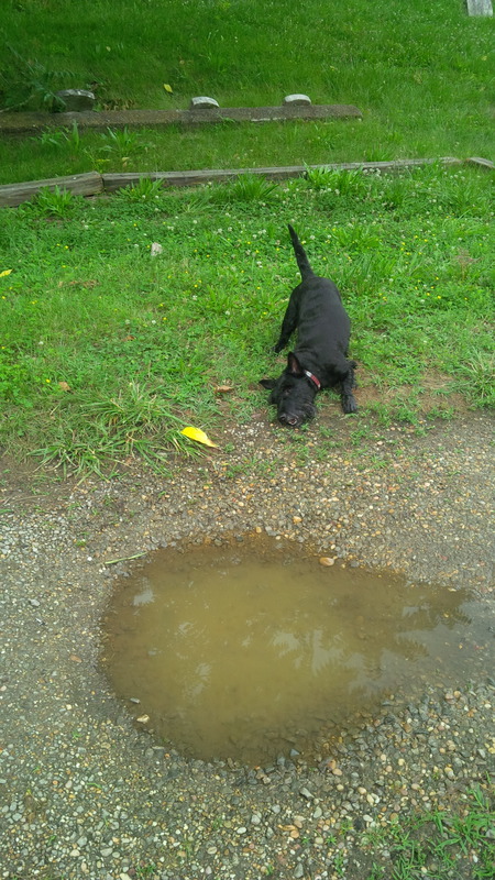 Entry image for Vita. Clicking this image will show a larger photo