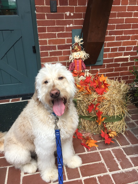 Entry image for Louie. Clicking this image will show a larger photo