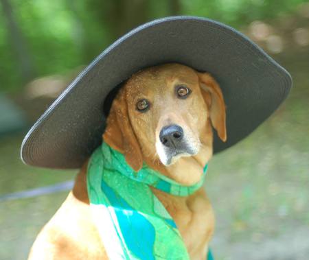 Entry image for Maybelle. Clicking this image will show a larger photo