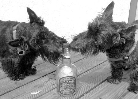 Entry image for Jocko and Shelby. Clicking this image will show a larger photo