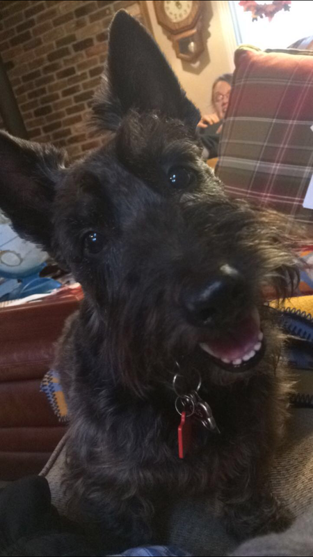 Entry image for Gus. Clicking this image will show a larger photo