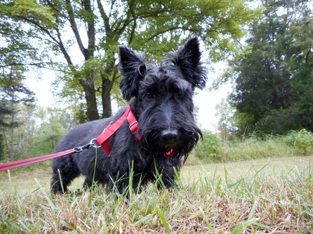 Entry image for Magil. Clicking this image will show a larger photo