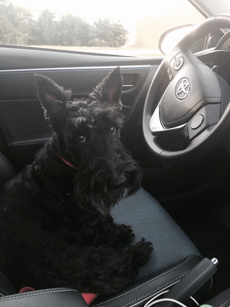 Entry image for Rosie. Clicking this image will show a larger photo