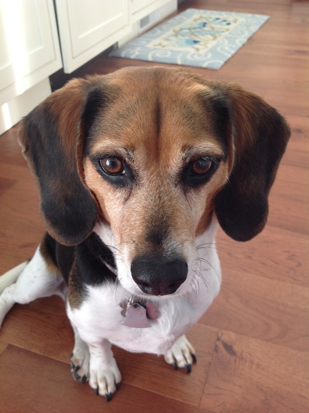 Entry image for Gretel. Clicking this image will show a larger photo