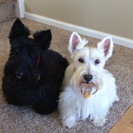 Entry image for Jock & Fiona. Clicking this image will show a larger photo