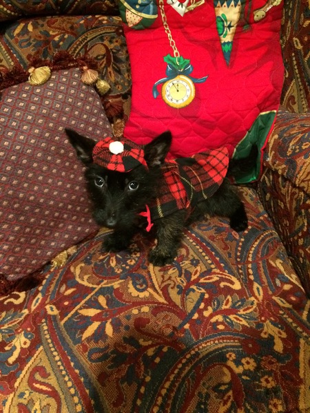 Entry image for COLLIN. Clicking this image will show a larger photo