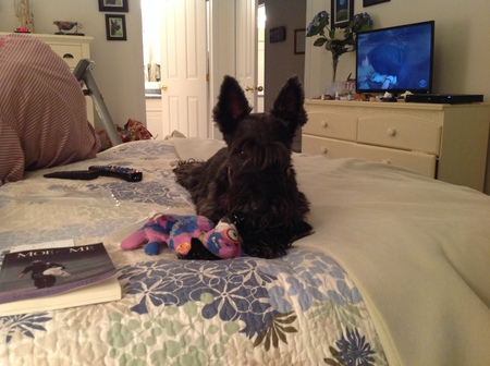 Entry image for Bugsy. Clicking this image will show a larger photo