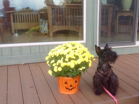 Entry image for Lacey. Clicking this image will show a larger photo