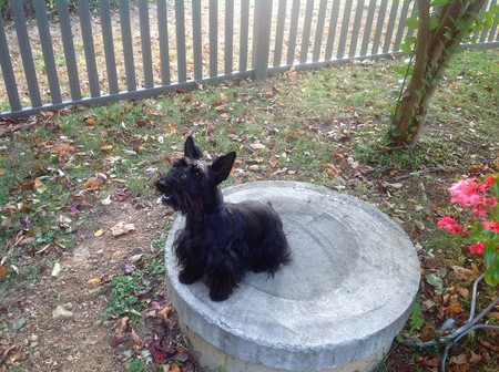 Entry image for Lacey. Clicking this image will show a larger photo