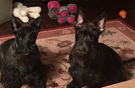 Entry image for GIOIA & COLLIN. Clicking this image will show a larger photo