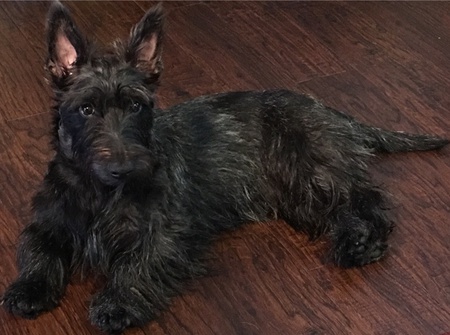 Entry image for COLLIN. Clicking this image will show a larger photo