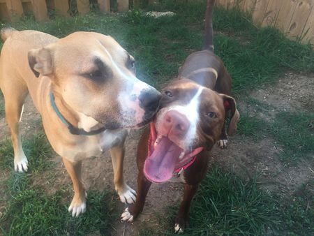 Entry image for Steeler and Cinna Barcliff . Clicking this image will show a larger photo