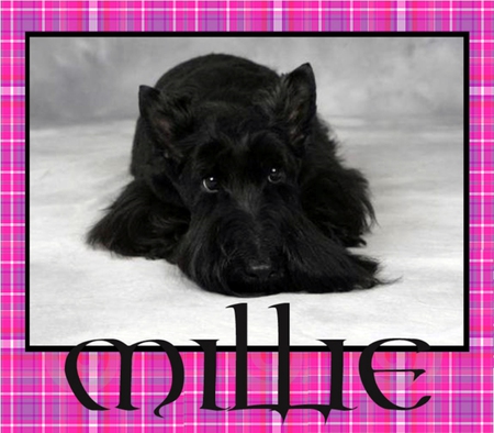 Entry image for Millie. Clicking this image will show a larger photo