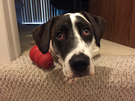 Entry image for Ella . Clicking this image will show a larger photo