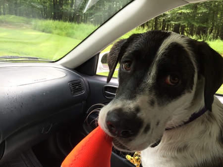 Entry image for Ella. Clicking this image will show a larger photo