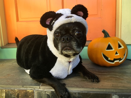 Panda Pug