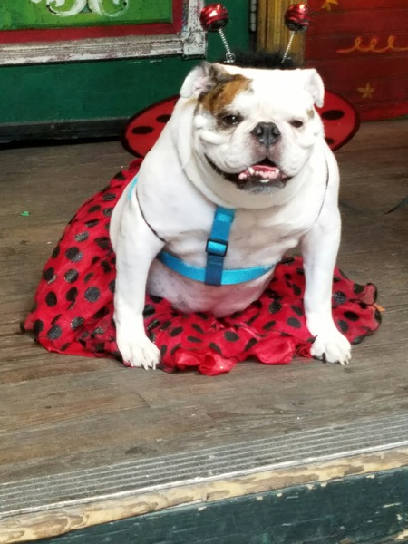 Roxi